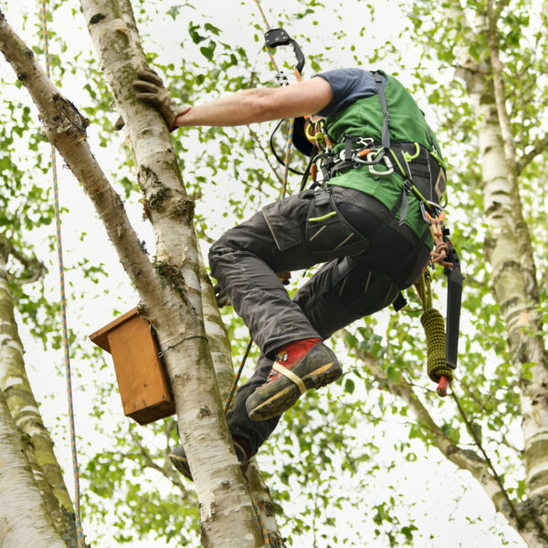 Man climber on a tree to trim branches