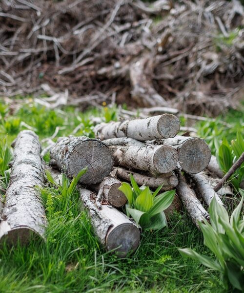 Logs and branches lie on grass in forest