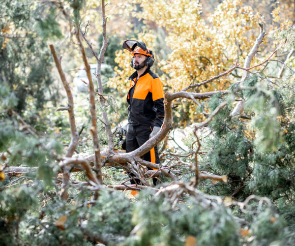Lumberman working in the forest