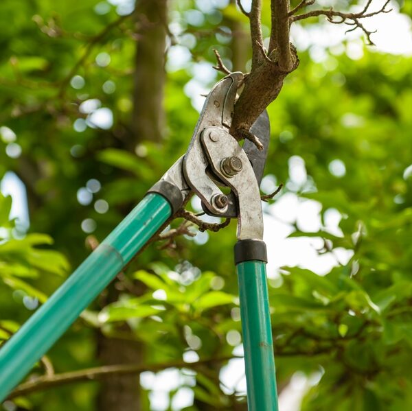 Pruning tree with secateurs outdoors. Gardening tool