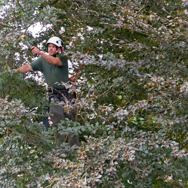 tree-surgeon-wearing-safety-harness-while-pruning-2026-03-26-08-15-44-utc (1)