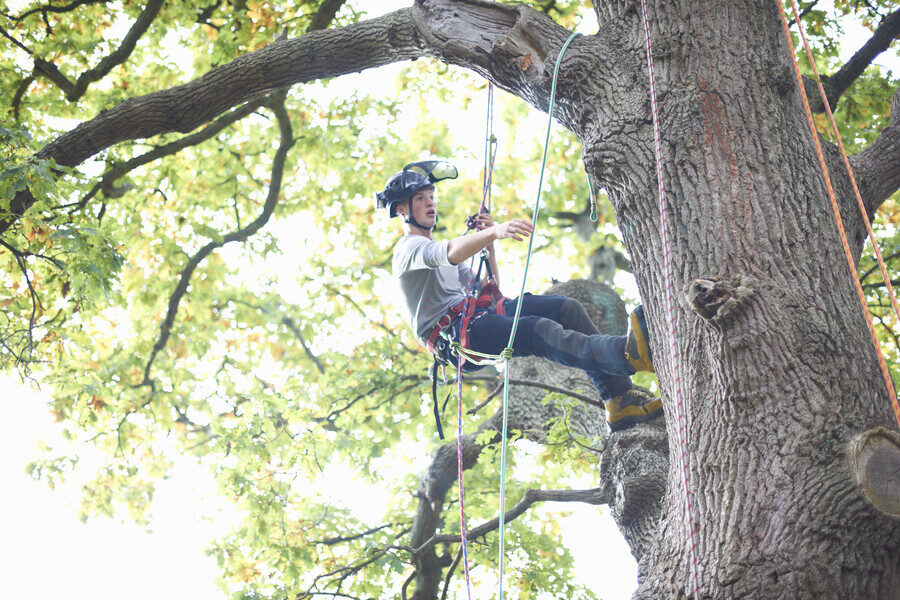 Young male trainee tree surgeon climbing tree trunk